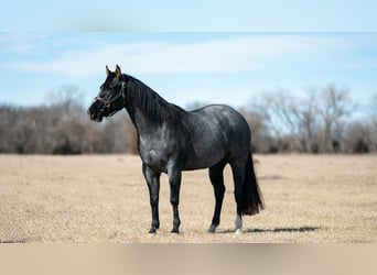 American Quarter Horse, Klacz, 4 lat, 152 cm, Karodereszowata