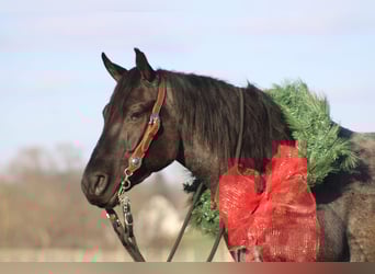American Quarter Horse Mix, Klacz, 4 lat, 152 cm, Karodereszowata