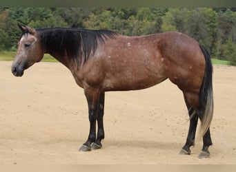 American Quarter Horse, Klacz, 4 lat, 152 cm, Karosiwa