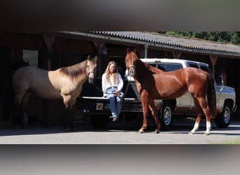 American Quarter Horse, Klacz, 4 lat, 152 cm, Kasztanowata