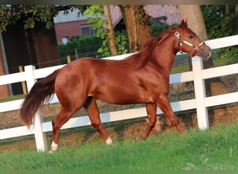 American Quarter Horse, Klacz, 4 lat, 152 cm, Kasztanowata