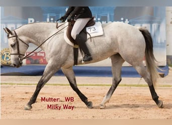 American Quarter Horse, Klacz, 4 lat, 152 cm, Kasztanowatodereszowata
