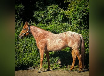 American Quarter Horse, Klacz, 4 lat, 152 cm, Kasztanowatodereszowata