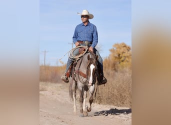 American Quarter Horse, Klacz, 4 lat, 152 cm, Kasztanowatodereszowata