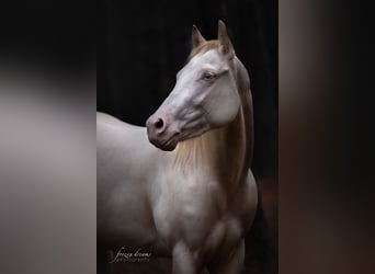 American Quarter Horse, Klacz, 4 lat, 152 cm, Perlino