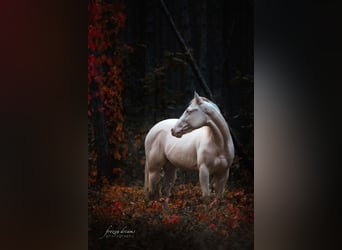 American Quarter Horse, Klacz, 4 lat, 152 cm, Perlino