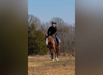 American Quarter Horse, Klacz, 4 lat, 152 cm