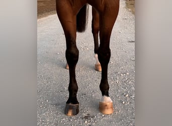 American Quarter Horse, Klacz, 4 lat, 152 cm