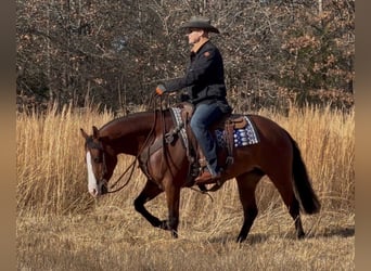 American Quarter Horse, Klacz, 4 lat, 152 cm