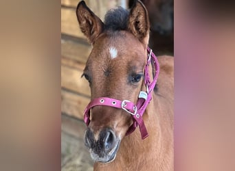 American Quarter Horse, Klacz, 4 lat, 152 cm