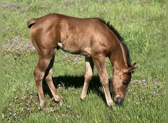 American Quarter Horse, Klacz, 4 lat, 152 cm