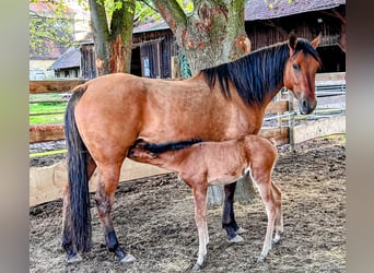 American Quarter Horse, Klacz, 4 lat, 152 cm