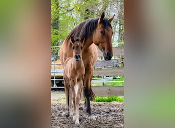 American Quarter Horse, Klacz, 4 lat, 152 cm
