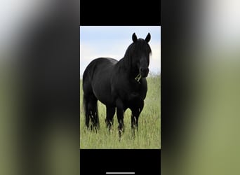 American Quarter Horse, Klacz, 4 lat, 152 cm