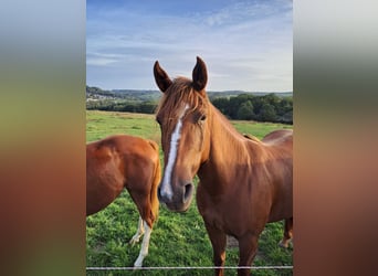 American Quarter Horse, Klacz, 4 lat, 153 cm, Ciemnokasztanowata