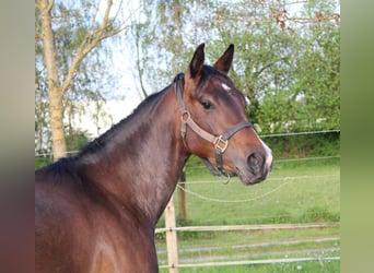 American Quarter Horse, Klacz, 4 lat, 153 cm, Gniada