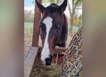American Quarter Horse Mix, Klacz, 4 lat, 153 cm, Gniada