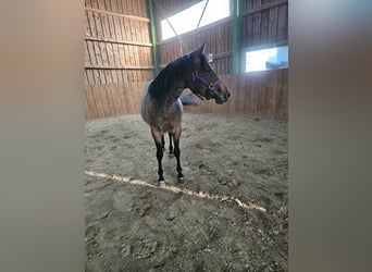 American Quarter Horse, Klacz, 4 lat, 153 cm, Gniadodereszowata