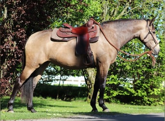American Quarter Horse Mix, Klacz, 4 lat, 153 cm, Jelenia