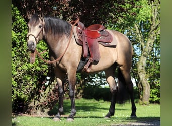 American Quarter Horse Mix, Klacz, 4 lat, 153 cm, Jelenia