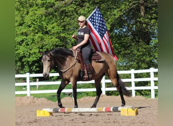 American Quarter Horse Mix, Klacz, 4 lat, 153 cm, Jelenia