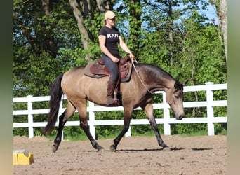 American Quarter Horse Mix, Klacz, 4 lat, 153 cm, Jelenia