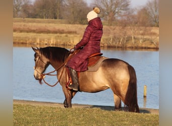 American Quarter Horse Mix, Klacz, 4 lat, 153 cm, Jelenia