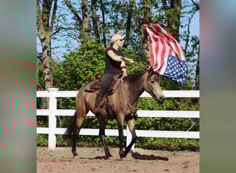 American Quarter Horse Mix, Klacz, 4 lat, 153 cm, Jelenia