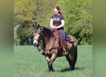 American Quarter Horse Mix, Klacz, 4 lat, 153 cm, Jelenia