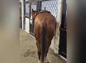 American Quarter Horse, Klacz, 4 lat, 153 cm, Kasztanowata