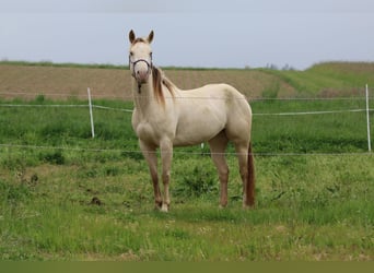 American Quarter Horse, Klacz, 4 lat, 153 cm, Szampańska