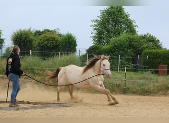 American Quarter Horse, Klacz, 4 lat, 153 cm, Szampańska