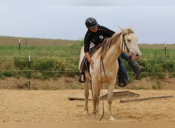 American Quarter Horse, Klacz, 4 lat, 153 cm, Szampańska