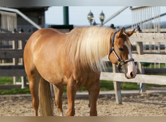 American Quarter Horse, Klacz, 4 lat, 154 cm, Bułana