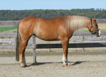 American Quarter Horse, Klacz, 4 lat, 154 cm, Bułana