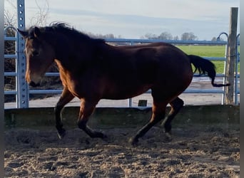 American Quarter Horse, Klacz, 4 lat, 155 cm, Ciemnogniada