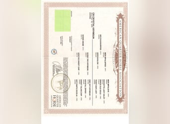 American Quarter Horse, Klacz, 4 lat, 155 cm, Gniada