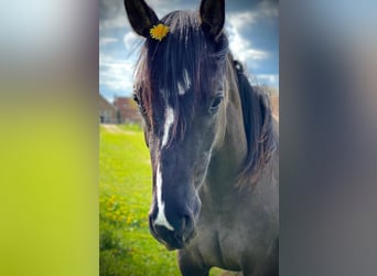 American Quarter Horse, Klacz, 4 lat, 155 cm, Grullo