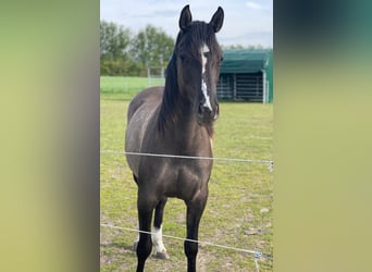 American Quarter Horse, Klacz, 4 lat, 155 cm, Grullo
