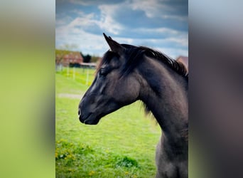 American Quarter Horse, Klacz, 4 lat, 155 cm, Grullo