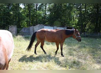 American Quarter Horse, Klacz, 4 lat, 158 cm, Gniada