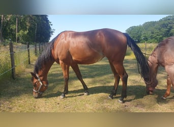 American Quarter Horse, Klacz, 4 lat, 158 cm, Gniada