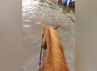 American Quarter Horse, Klacz, 4 lat, 158 cm, Kasztanowata