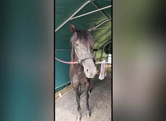 American Quarter Horse, Klacz, 4 lat, 160 cm, Ciemnogniada