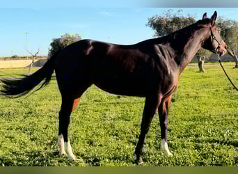 American Quarter Horse, Klacz, 4 lat, 160 cm, Ciemnogniada