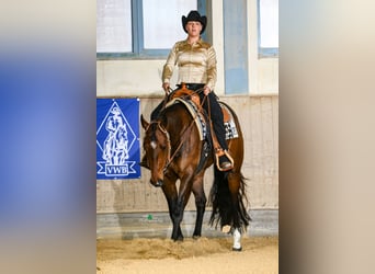 American Quarter Horse, Klacz, 4 lat, 160 cm, Gniada