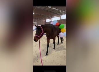 American Quarter Horse, Klacz, 4 lat, 160 cm, Gniadodereszowata