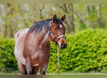 American Quarter Horse, Klacz, 4 lat, 162 cm, Gniadodereszowata