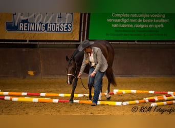 American Quarter Horse, Klacz, 4 lat, 163 cm, Ciemnogniada