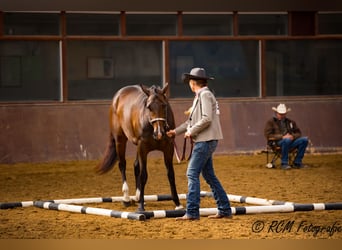 American Quarter Horse, Klacz, 4 lat, 163 cm, Ciemnogniada